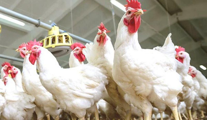 Χωρίς ουσιαστικά μέτρα  στήριξης οι πτηνοτρόφοι