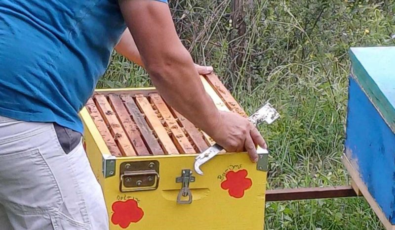 Χρυσή πρωτιά για το Νηπιαγωγείο  και Δημοτικό Σχολείο Παπίγκου