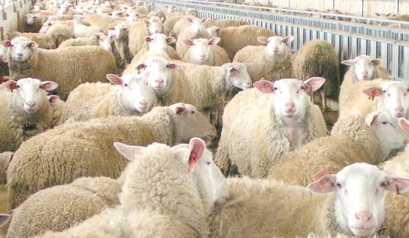 ΠΡΟΣΟΧΗ: Η ευλογιά στην πόρτα μας!